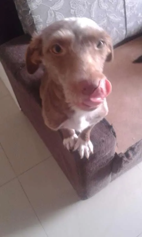 Cachorro ra a SRD idade 1 ano nome Rena