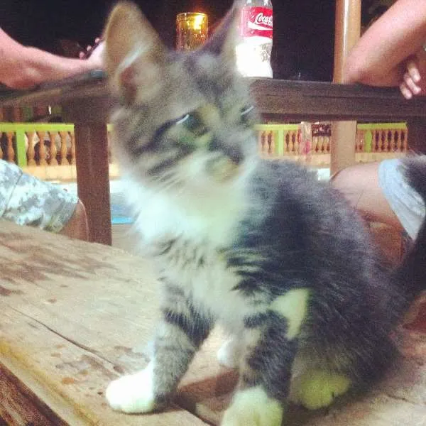 Gato ra a SRD idade Abaixo de 2 meses nome Sem nome