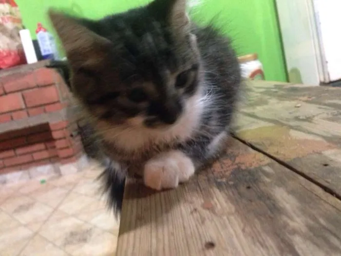Gato ra a SRD idade Abaixo de 2 meses nome Sem nome