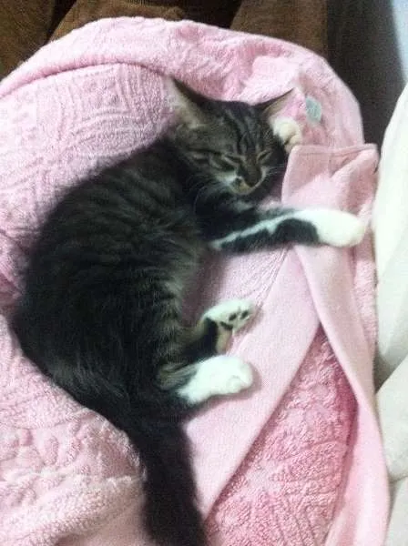 Gato ra a SRD idade Abaixo de 2 meses nome Sem nome