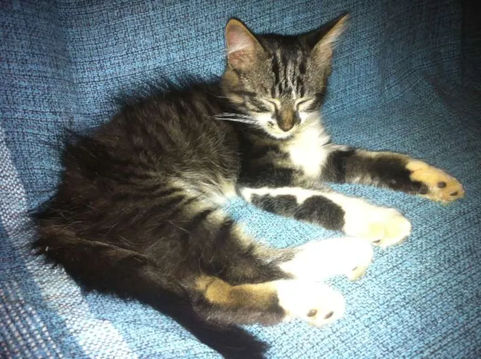 Gato ra a SRD idade Abaixo de 2 meses nome Sem nome