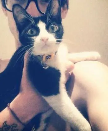 Gato ra a  idade 7 a 11 meses nome Lucy