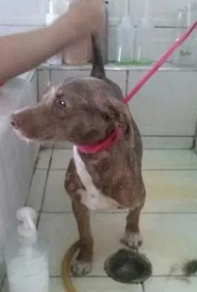 Cachorro ra a SRD idade 1 ano nome Rena