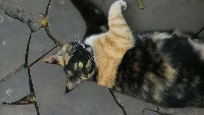 Gato ra a  idade 3 anos nome Jolie