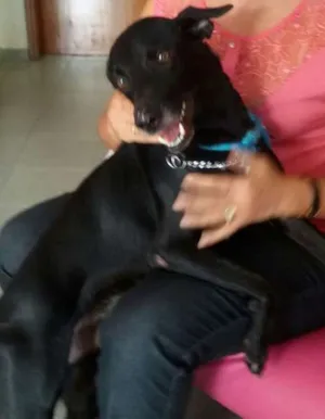 Cachorro raça SRD idade  nome Lindo negão