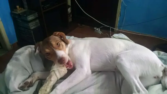 Cachorro raça misturada idade 7 a 11 meses nome Dori