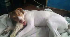 Cachorro raça misturada idade 7 a 11 meses nome Dori