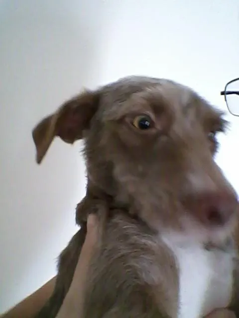 Cachorro ra a SRD idade 1 ano nome Rena
