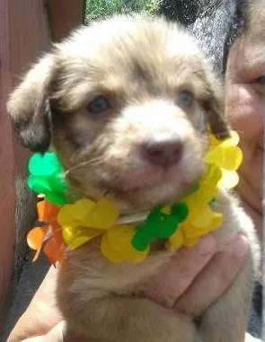 Cachorro ra a SRD idade Abaixo de 2 meses nome Duda(loirinha) Lola