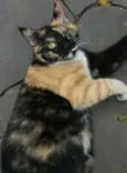 Jolie