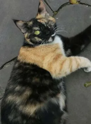 Gato raça  idade 3 anos nome Jolie