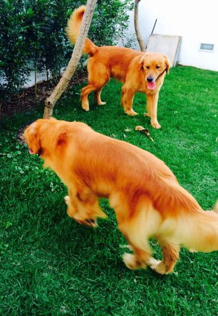 Cachorro ra a Golden Retriver idade  nome Atos e elvis