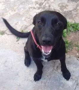 Cachorro raça SRD idade 2 anos nome Duda