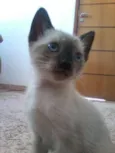 FOFOS