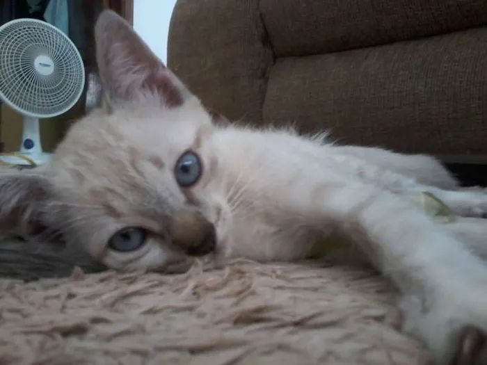 Gato ra a Siamês idade Abaixo de 2 meses nome FOFOS