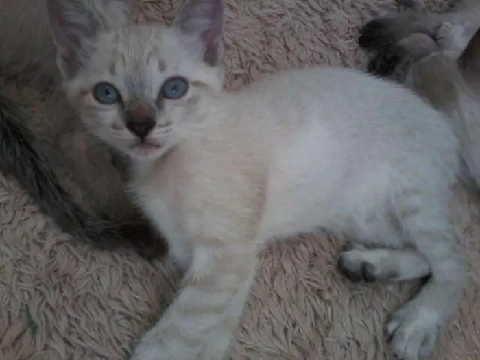 Gato ra a Siamês idade Abaixo de 2 meses nome FOFOS