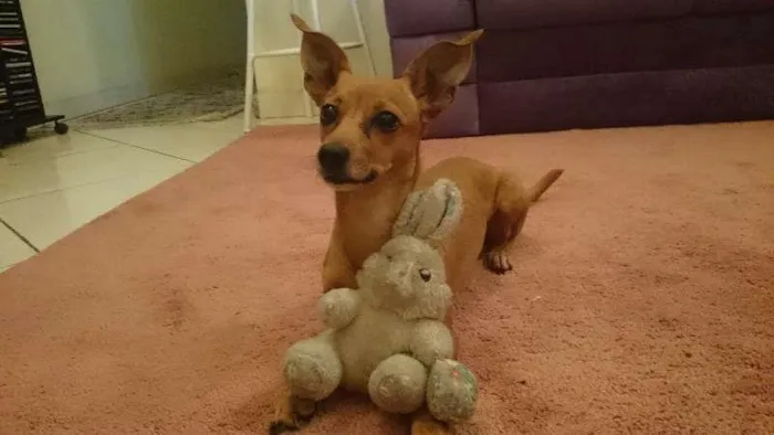 Cachorro ra a salsicha e pintcher idade 3 anos nome sofia GRATIFICA