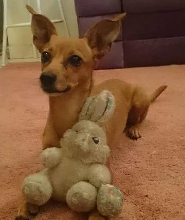 Cachorro ra a salsicha e pintcher idade 3 anos nome sofia GRATIFICA