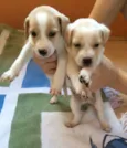Filhotes fofos
