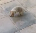 Filhotes fofos