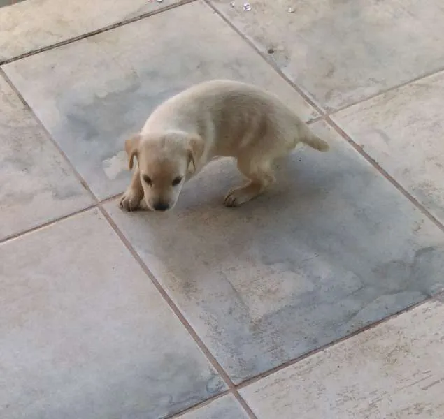 Cachorro raça Indefinida idade Abaixo de 2 meses nome Filhotes fofos