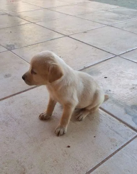 Cachorro raça Indefinida idade Abaixo de 2 meses nome Filhotes fofos