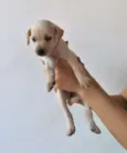 Filhotes fofos