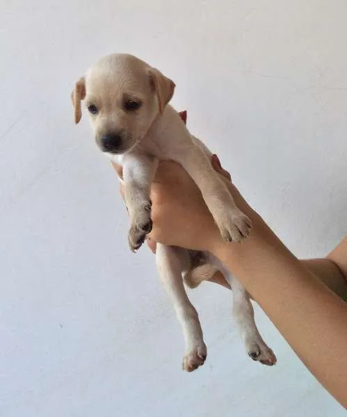 Cachorro raça Indefinida idade Abaixo de 2 meses nome Filhotes fofos
