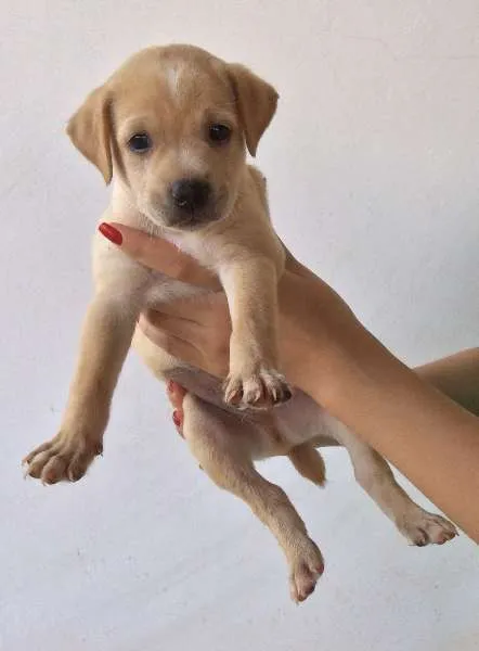 Cachorro raça Indefinida idade Abaixo de 2 meses nome Filhotes fofos