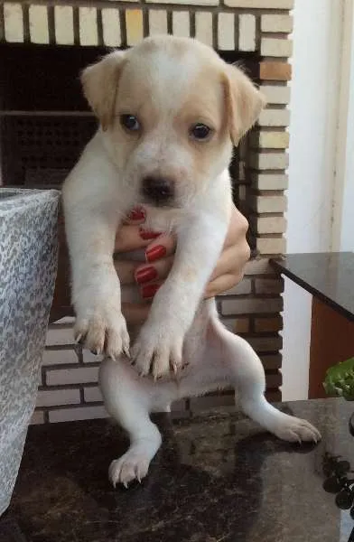 Cachorro raça Indefinida idade Abaixo de 2 meses nome Filhotes fofos