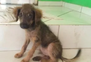 Cachorro raça Indefinido  idade 2 a 6 meses nome Sem nome