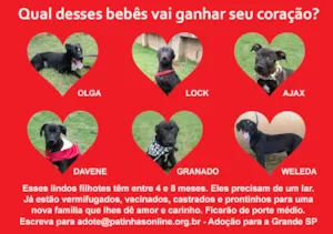 Cachorro raça srd idade 7 a 11 meses nome Filhotes