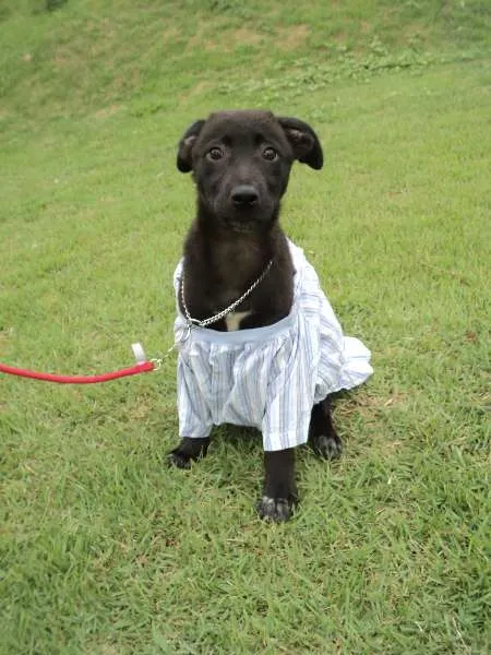 Cachorro ra a SRD idade 2 a 6 meses nome Granado