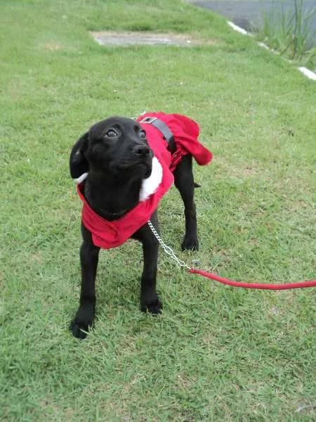 Cachorro raça SRD idade 2 a 6 meses nome Davene