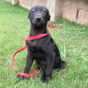 Cachorro raça SRD idade 2 a 6 meses nome Lock