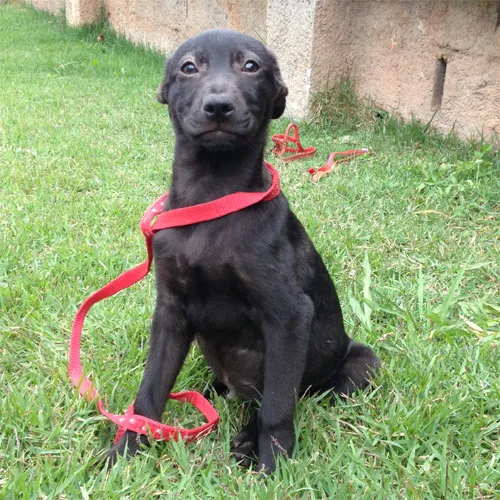 Cachorro ra a SRD idade 2 a 6 meses nome Lock