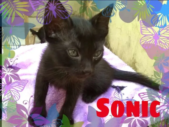 Gato ra a SRD idade Abaixo de 2 meses nome Tom, Jujuba e Sonic
