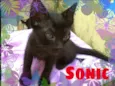 Tom, Jujuba e Sonic