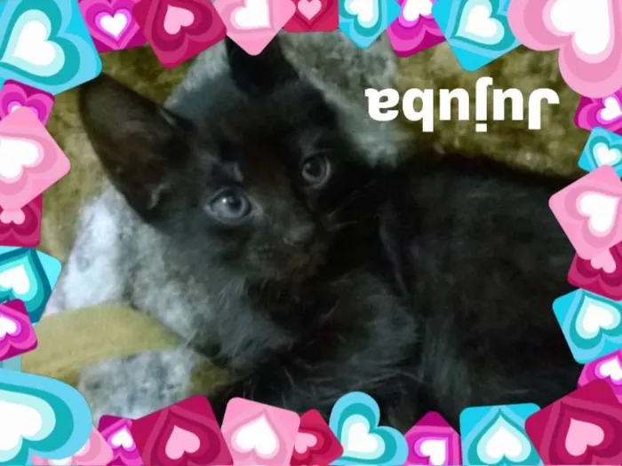 Gato ra a SRD idade Abaixo de 2 meses nome Tom, Jujuba e Sonic