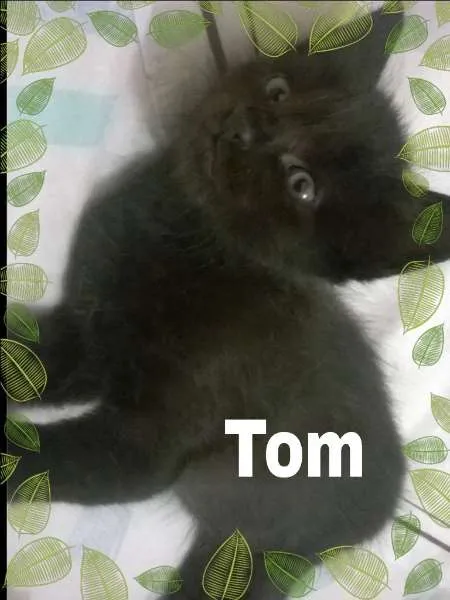 Gato ra a SRD idade Abaixo de 2 meses nome Tom, Jujuba e Sonic