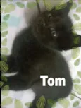 Tom, Jujuba e Sonic