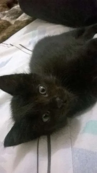 Gato ra a SRD idade Abaixo de 2 meses nome Tom, Jujuba e Sonic