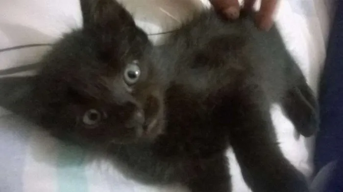 Gato ra a SRD idade Abaixo de 2 meses nome Tom, Jujuba e Sonic