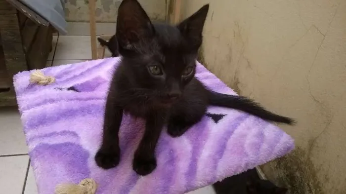 Gato ra a SRD idade Abaixo de 2 meses nome Tom, Jujuba e Sonic