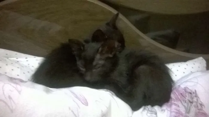 Gato ra a SRD idade Abaixo de 2 meses nome Tom, Jujuba e Sonic
