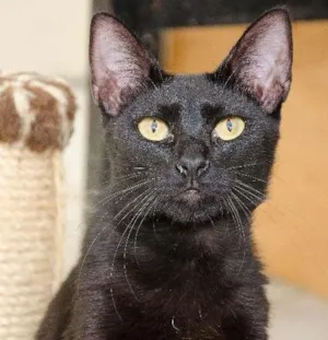 Gato raça SRD idade 7 a 11 meses nome Aramis