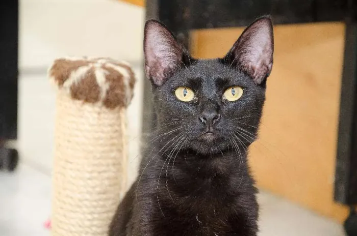 Gato raça SRD idade 7 a 11 meses nome Aramis