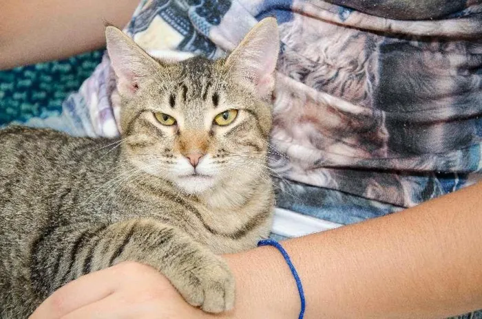 Gato ra a SRD idade 7 a 11 meses nome Pequi