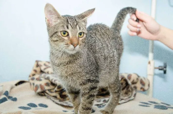 Gato ra a SRD idade 7 a 11 meses nome Pequi