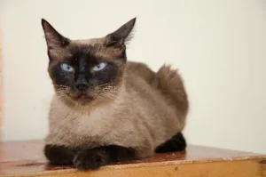 Gato raça SRD idade 1 ano nome Emily